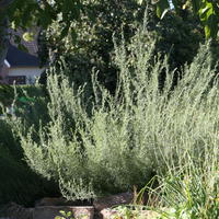 Colakraut (Artemisia alba)