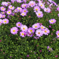 Aster dumosus 'Herbstgru v. Bresserhof'