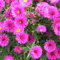 Aster dumosus 'Kassel'