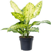 Dieffenbachia