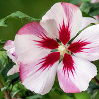 Hibiskus, Roseneibisch (Hibiscus syriacus) 'Hamabo'