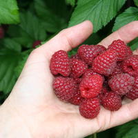 Sommerhimbeeren (Frchte an 2-jhrigen Ruten)