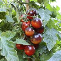 Schwarze Tomaten