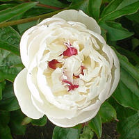 Paeonia x lactiflora 'Festiva Maxima'