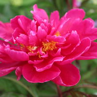 Paeonia x lactiflora 'Karl Rosenfield'