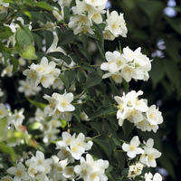 Philadelphus, Pfeifenstrucher