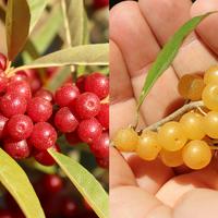 Beeren Bundles