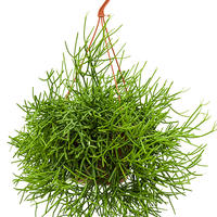 Rhipsalis