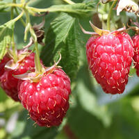 Schlaraffia-Himbeeren