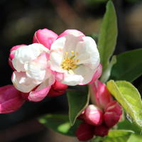 Zierapfel 'Pomzai'