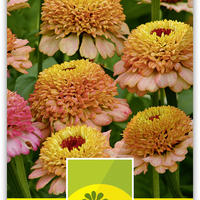 Zinnie (Zinnia elegans) 'Zinderella Peach’