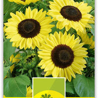 Sonnenblume (Helianthus annuus) F1 'Full Sun’