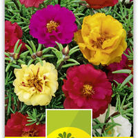 Portulak-Rschen (Portulaca grandiflora)