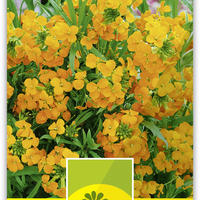 Dotterlack (Erysimum x allionii)