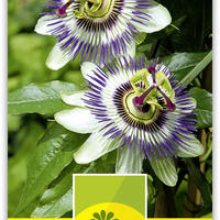 Passionsblume (Passiflora caerulea)