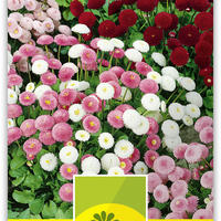 Gnseblmchen (Bellis perennis) 'Pomponette’