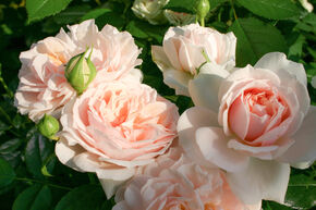 Rose 'Garden of Roses'