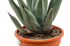 Agave nigra