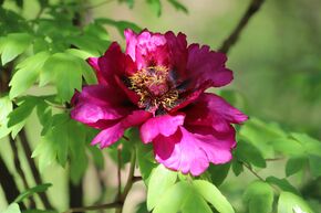 Paeonia 'Chang Zhi Hong'