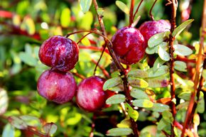 Versand Gratis Cranberry Pflanzen Kaufen Moosbeeren Online Shop Lubera