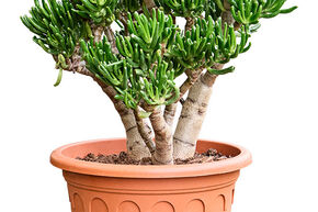 Crassula ovata 'Horn Tree'