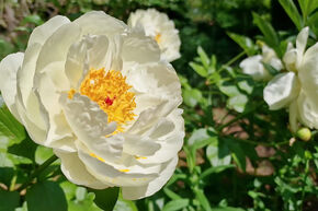 Paeonia 'Early Sensation'