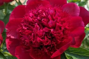 Paeonia 'Eliza Lundy'