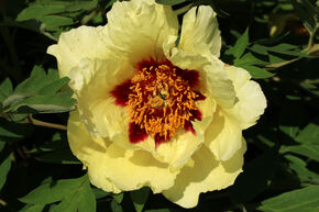 Paeonia 'Hai Huang'