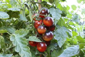 Freilandtomate OpenSky 'Happyblack'