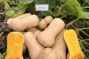 Butternut-Krbis 'Nutterbutter'