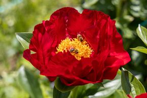 Paeonia 'Mackinac Grand'