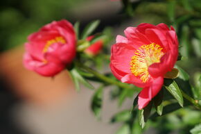 Paeonia 'Montezuma'