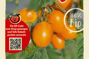 Tomaten Samen OpenSky 'Amberone'