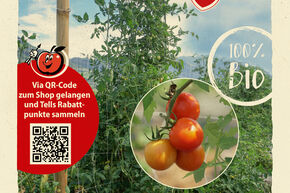 Tomaten Samen OpenSky 'Climbing Tom'