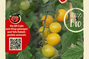 Tomaten Samen OpenSky 'Morning Sun'