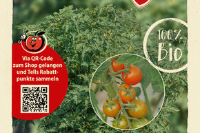 Tomaten Samen OpenSky 'Schlingel Max'