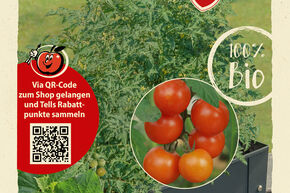 Tomaten Samen OpenSky 'Schlingel Moritz'