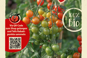 Tomaten Samen OpenSky 'Sugared'