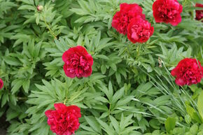 Paeonia 'Belgravia'