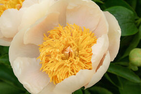 Paeonia 'Claire de Lune'