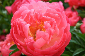 Paeonia 'Coral Sunset'