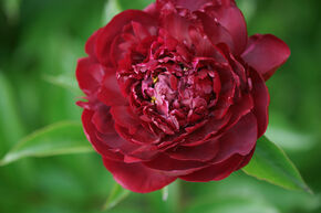 Paeonia 'Old Faithful'