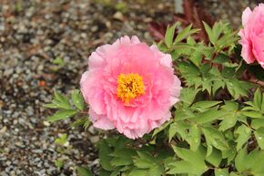 Paeonia 'Rou Fu Rong'