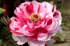 Paeonia arborea 'Shima Nishiki'