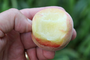 Fruttoni Peachly 'White'