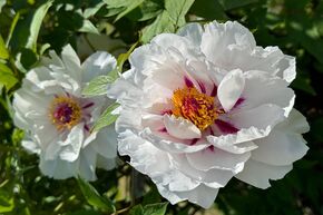 Paeonia 'Xiang Yu'