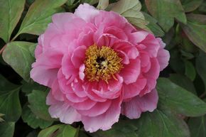 Paeonia 'Yin Hong Qiao Dui' 