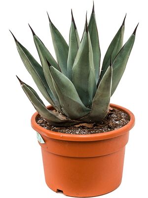 Agave nigra, Grau, im 27cm Topf, Hhe 50cm, Breite 35cm