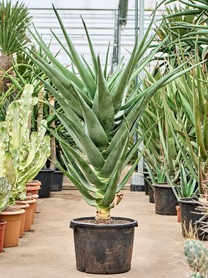 Aloe 'Hercules' (140-160), Stamm, im 42cm Topf, Hhe 150cm, Breite 80cm