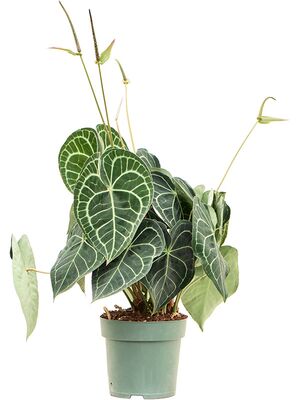 Anthurium clarinervium, Busch, im 24cm Topf, Hhe 80cm, Breite 40cm